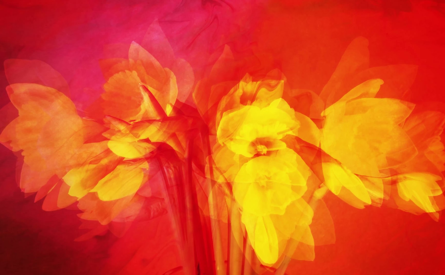 Delegated Authority Framework — the daffodil hero video